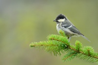 Sykora uhelnicek - Periparus ater - Coal Tit 2525